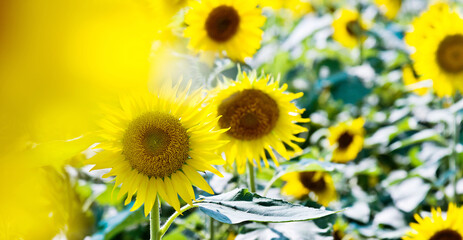 Field of blooming sunflowers for background