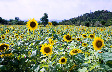 Obraz premium Beautiful nature sunflower field landscape