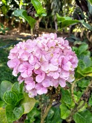 Fototapeta premium pink flowers