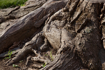 Abstraction in rough tree bark