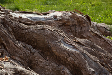 Abstraction in rough tree bark