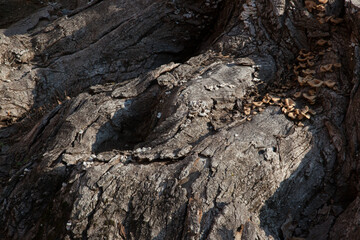 Abstraction in rough tree bark
