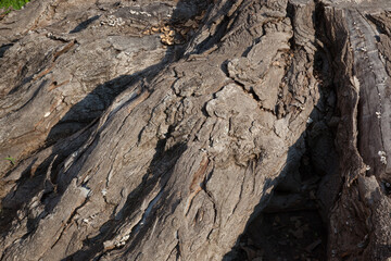 Abstraction in rough tree bark