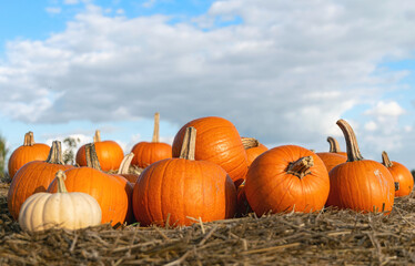 pile of pumpkins