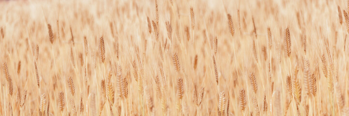 Banner with defocused focus of field of golden ears of corn. Wheat World hunger. Grain texture as background for your design with copy space for text.