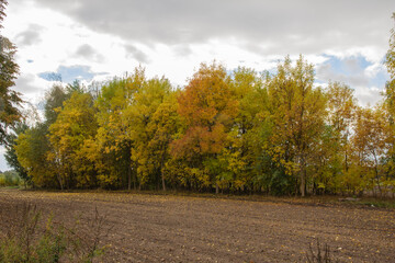 Naklejka na ściany i meble A plowed field near the forest full of fallen leaves on a cloudy, autumn day. Autumn.