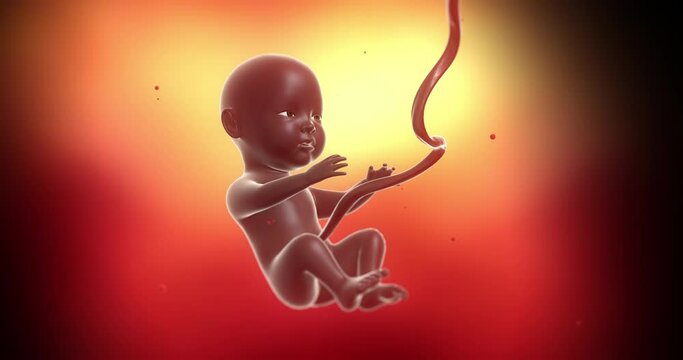 Un unborn black baby that develops and grows inside the uterus. Awake and ready to born. Science and health related 4k 3d animation.