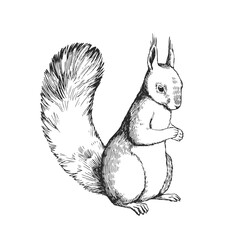 Vector hand drawn illustration of squirrel isolated on white background. Sketch of forest animal in engraving style.