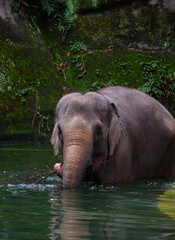 Fototapeta premium An elephant is playing in the water