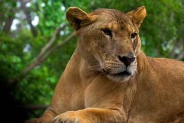 Portrait of a lioness resting