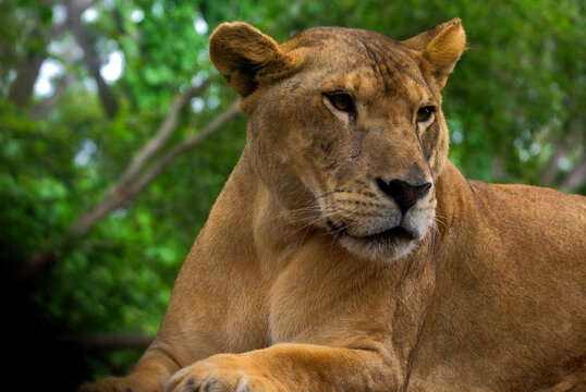 Portrait of a lioness resting