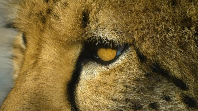 Close up shot of a cheetah head looking around