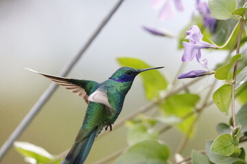 Hermosos pájaros con un colorido único.