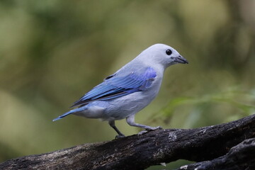 Hermosos pájaros con un colorido único.
