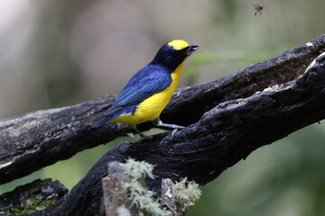 Hermosos pájaros con un colorido único.