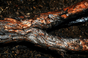 Fototapeta na wymiar charred wood texture
