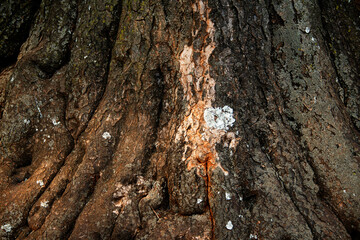 Lichens growing on old tree back