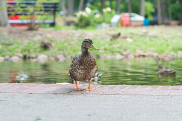 Female duck shaking her feathers on concrete rim of public urban downtown park and pond for native waterfowl species that migrate through 