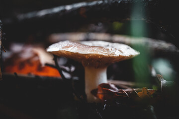 mushroom in the forest