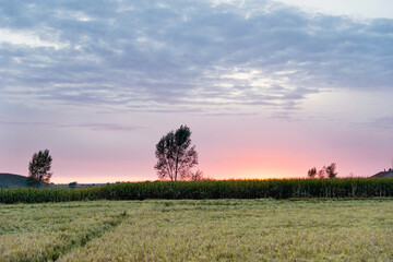 Sunset over the rice field