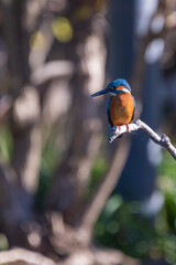 Close up image of male common Kingfisher perching on a tree branch.