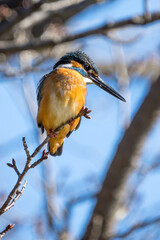 Close up image of male common Kingfisher perching on a tree branch.