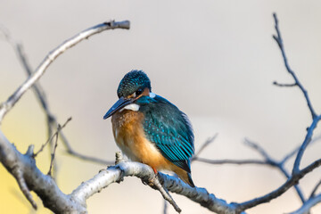 Close up image of male common Kingfisher perching on a tree branch.
