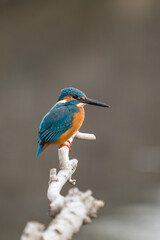 Close up image of male common Kingfisher perching on a tree branch.