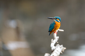 Close up image of male common Kingfisher perching on a tree branch.