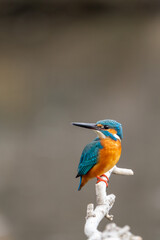 Close up image of male common Kingfisher perching on a tree branch.	