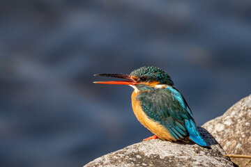 Close up image of female common Kingfisher perching on a rock.