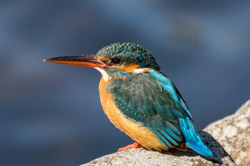 Close up image of female common Kingfisher perching on a rock.
