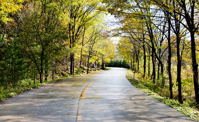 Wet road after the rain with trees