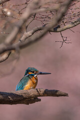 Close up image of male common Kingfisher perching on a tree branch with pink background.