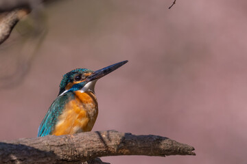 Close up image of male common Kingfisher perching on a tree branch with pink background.