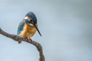 Close up image of male common Kingfisher perching on a tree branch.