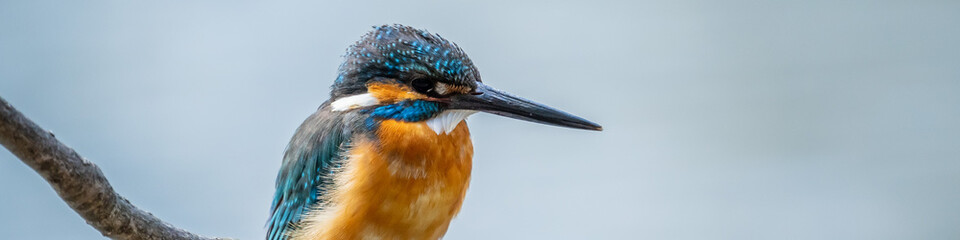 Close up image of male common Kingfisher perching on a tree branch.