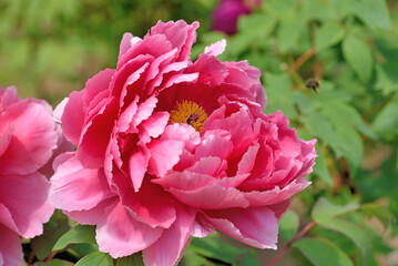 清水山ぼたん園「新七福神」