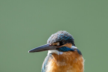 Close up image of male common Kingfisher with green background.