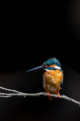 Close up image of male common Kingfisher with black background.