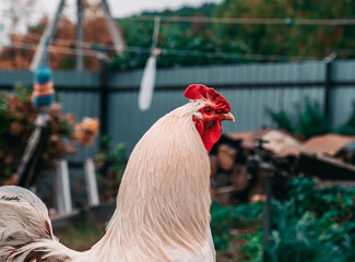A beautiful rooster with a bright red comb on a rural background. Countryside concept with domestic bird close up on the farm. The Pedigree Rooster