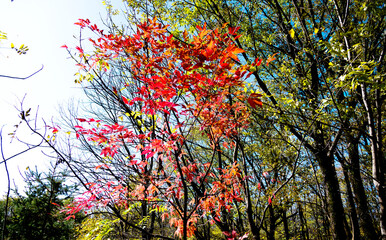Fall foliage in the autumn season