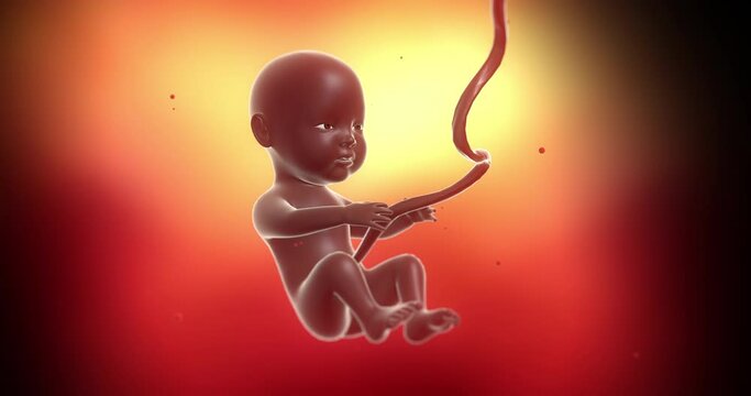 Human black baby inside of mother's womb. Slowly moving and kicking. Ready to born. Science and health related 4k 3d animation.