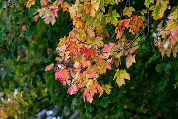 autumn leaves on a tree