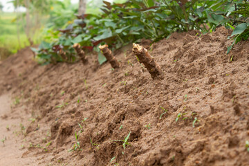 Cassava tree trunk planted in the garden.