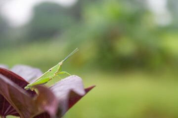 A green grasshopper with the scientific name Acrida Cinerea perched on a purple spinach leaf.