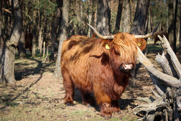 Highlander cow on a sunny winterday