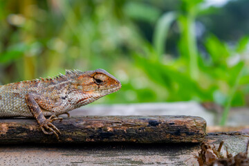 Close-up photo of the brown garden lizard. This species is mostly found near rice fields on the Asian continent.