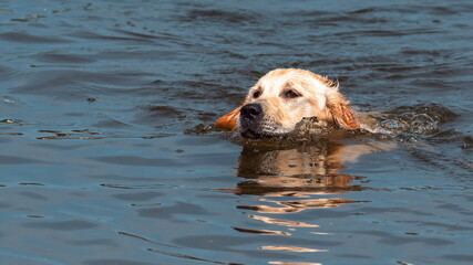golden retriever playing in the water