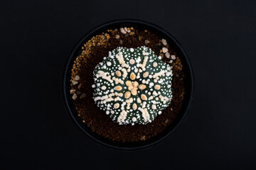 Hanazono Astrophytum cactus close up with Akadema stone . Astrophytum Catus in black background. Astrophytum asterias cactus. Top view of Astrophytum Asterias.